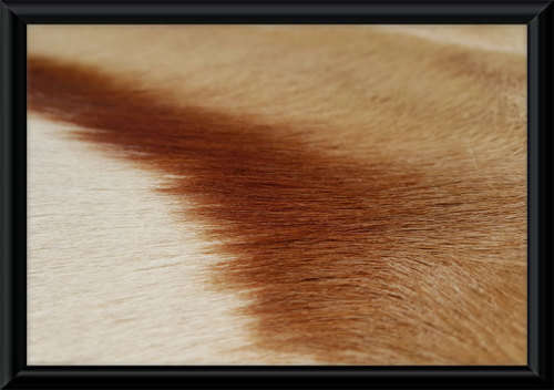 Springbok Skin/Pelt/Hide/Rug - New