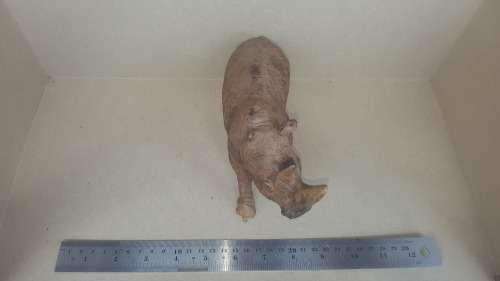 `Rhino On The Move` - Rhinoceros Sculpture Hand Carved From Zimbabwe Iron Wood.