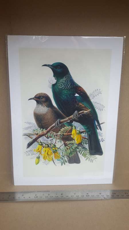W.L Butler A History Of The Birds Of New Zealand - Sealed Print