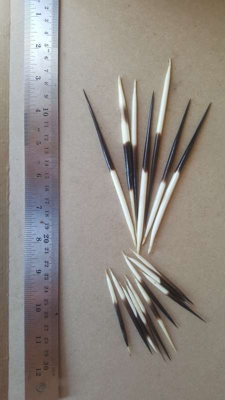 Bag-O-Assorted African Porcupine Quills