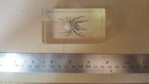 Real Spider ! In Resin, Lucite Specimens - With Silver Legs