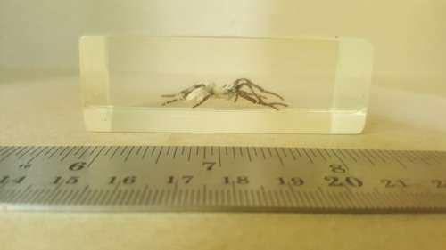 Real Spider ! In Resin, Lucite Specimens - With Silver Legs