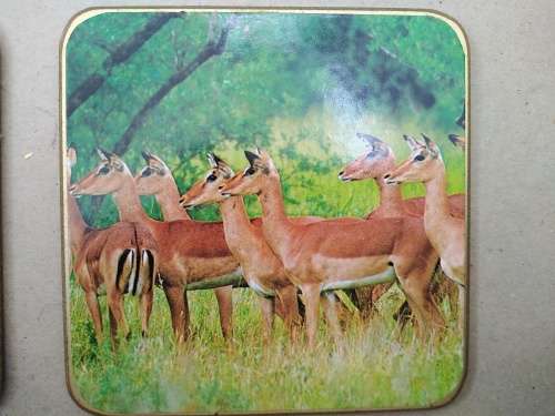 Animals Of Africa - Set Of Six Coasters With Cork Backing