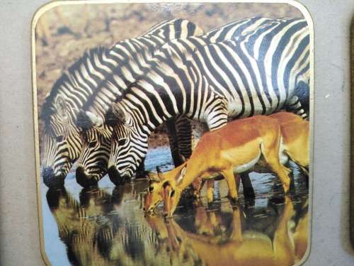 Animals Of Africa - Set Of Six Coasters With Cork Backing