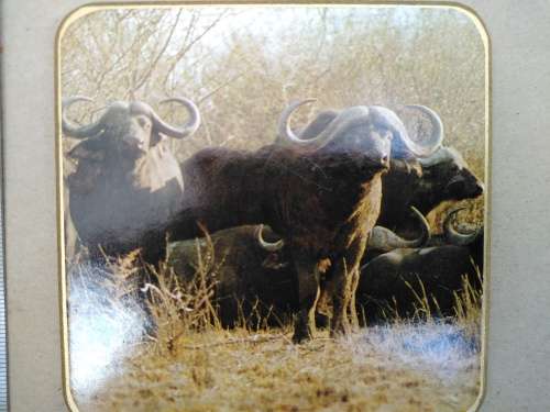 Animals Of Africa - Set Of Six Coasters With Cork Backing