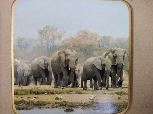 Animals Of Africa - Set Of Six Coasters With Cork Backing