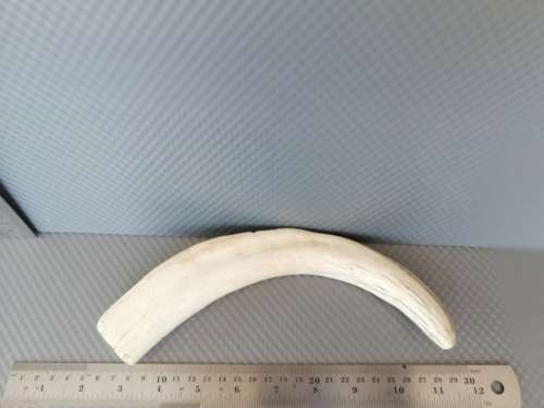 Africana! Hand Carved - Warthog Tusk - Elephants Marching - 29cm