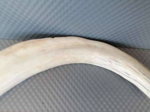 Africana! Hand Carved - Warthog Tusk - Elephants Marching - 29cm