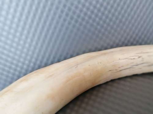Africana! Hand Carved - Warthog Tusk - Elephants Marching - 29cm