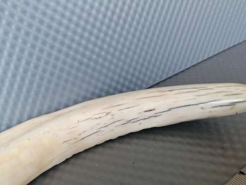 Africana! Hand Carved - Warthog Tusk - Elephants Marching - 29cm
