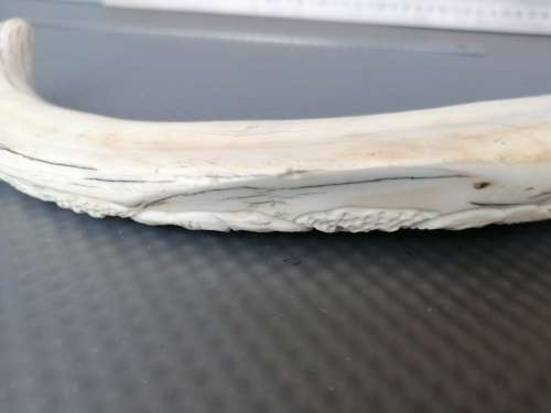 Africana! Hand Carved - Warthog Tusk - Elephants Marching - 29cm
