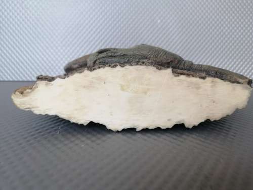 Africana! - Resin / Stone Composite - Hyper-Realistic - Rhino