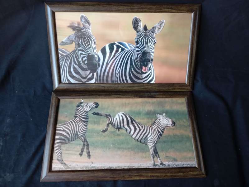 African Safari - Framed Zebra Portrait Prints x 2 (62cm x 36cm)