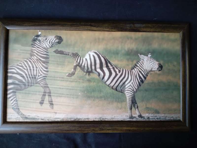 African Safari - Framed Zebra Portrait Prints x 2 (62cm x 36cm)