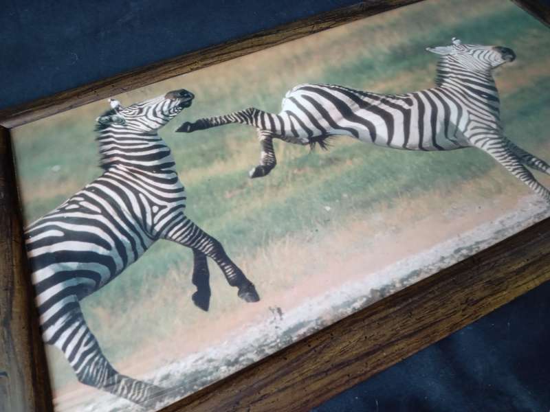 African Safari - Framed Zebra Portrait Prints x 2 (62cm x 36cm)
