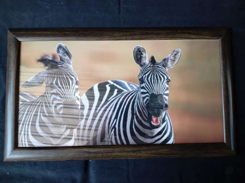 African Safari - Framed Zebra Portrait Prints x 2 (62cm x 36cm)