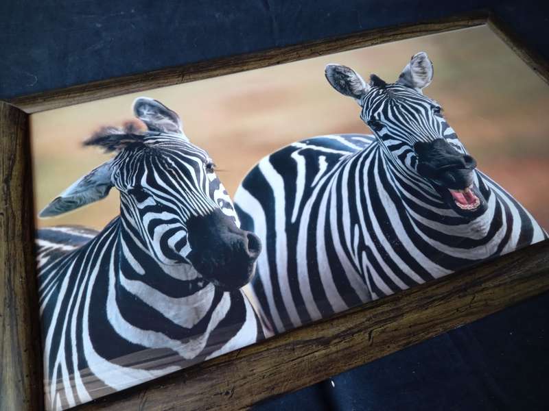 African Safari - Framed Zebra Portrait Prints x 2 (62cm x 36cm)