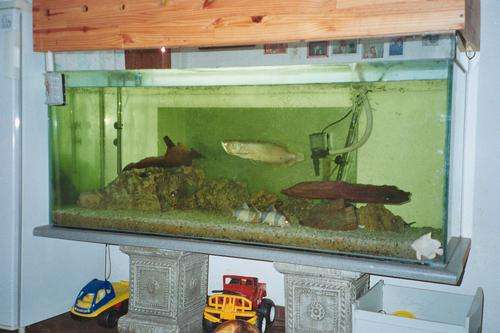 All inclusive warm water  fish tank with two sharks, algae eater, arawana and 3 others.