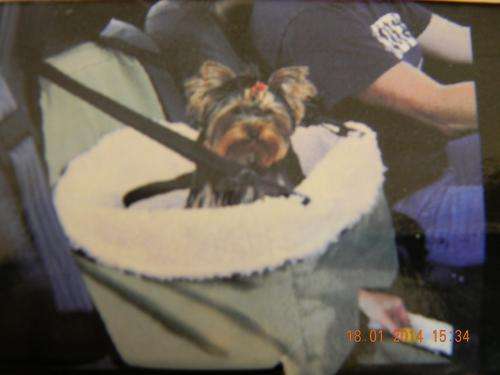 Pet Booster Seat