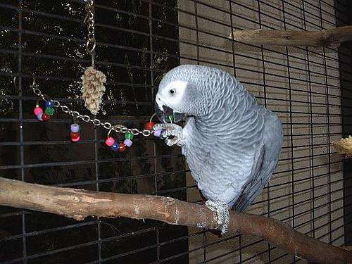 Bird with BRC