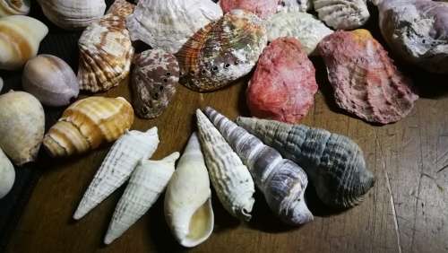 Beautiful Collection Sea Shells..