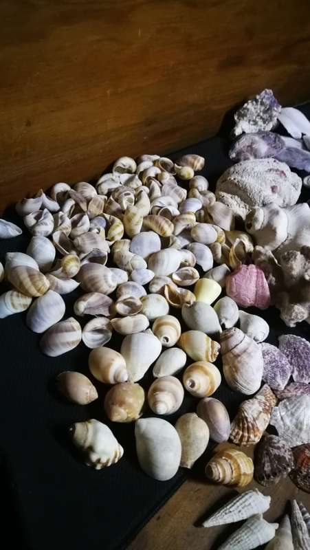 Beautiful Collection Sea Shells..