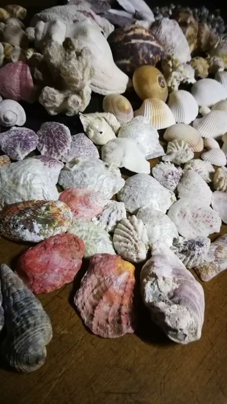 Beautiful Collection Sea Shells..
