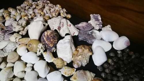 Beautiful Collection Sea Shells..