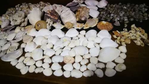 Beautiful Collection Sea Shells..