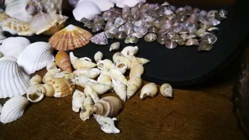 Beautiful Collection Sea Shells..