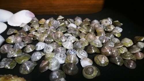 Beautiful Collection Sea Shells..