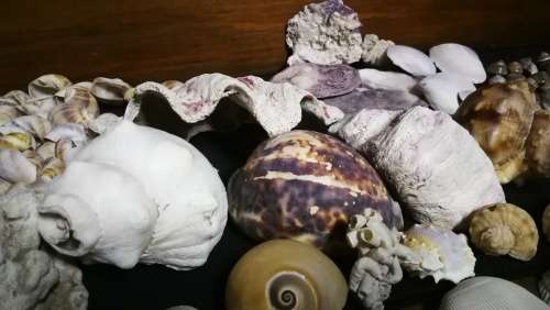 Beautiful Collection Sea Shells..