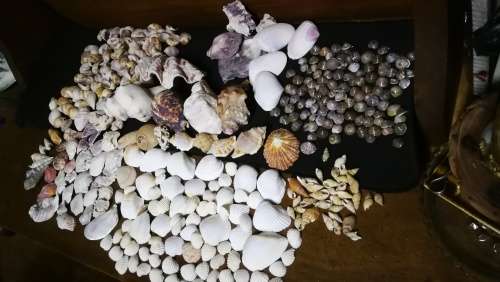 Beautiful Collection Sea Shells..