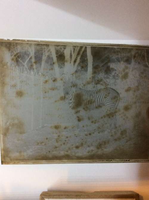 TWO BOXES OF LATE 1890s GLASS PLATE NEGATIVES - TEN PER BOX - ALL FOR ONE BID - AMAZING -