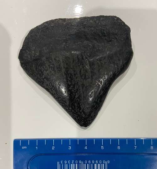 LARGE SHARK MEGALODON TOOTH - 7cm by 7cm -