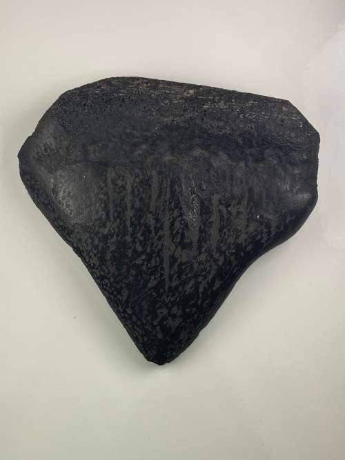 LARGE SHARK MEGALODON TOOTH - 7cm by 7cm -
