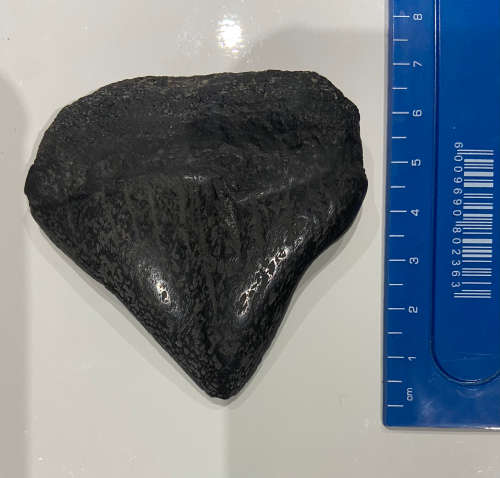 LARGE SHARK MEGALODON TOOTH - 7cm by 7cm -