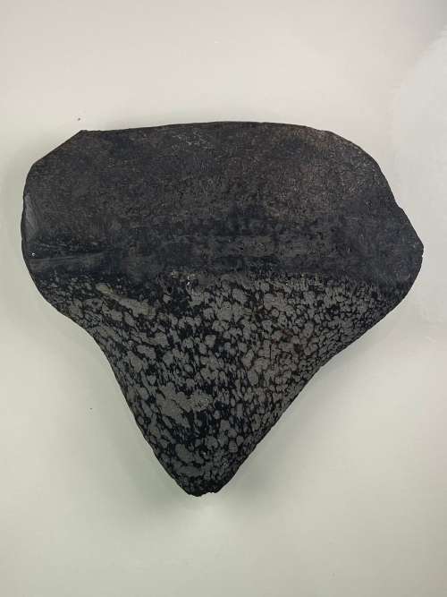 LARGE SHARK MEGALODON TOOTH - 7cm by 7cm -