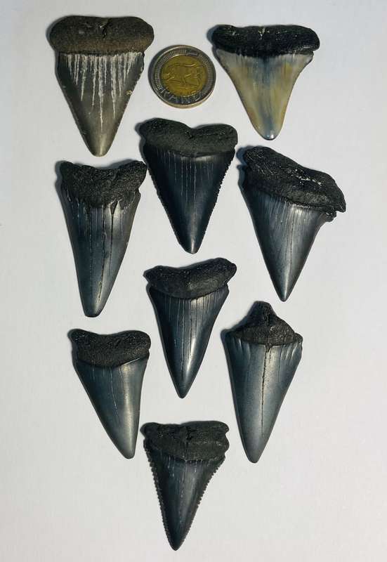 9 LARGE FOSSILIZED SHARK TEETH