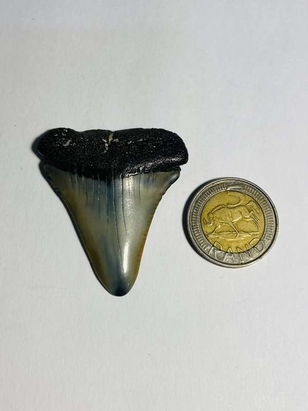 9 LARGE FOSSILIZED SHARK TEETH