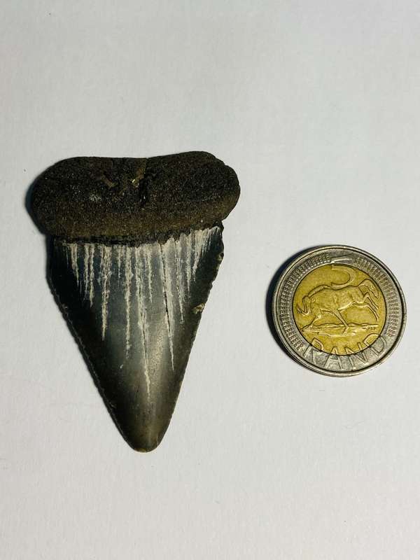 9 LARGE FOSSILIZED SHARK TEETH