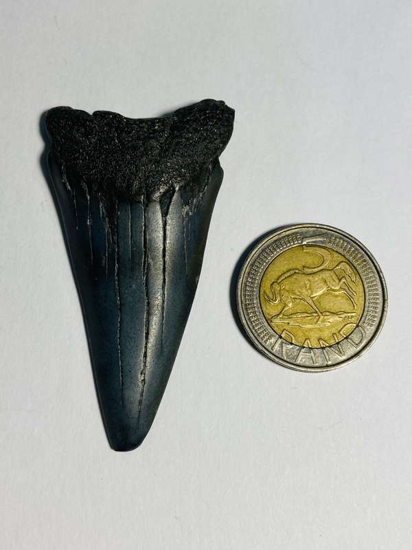 9 LARGE FOSSILIZED SHARK TEETH