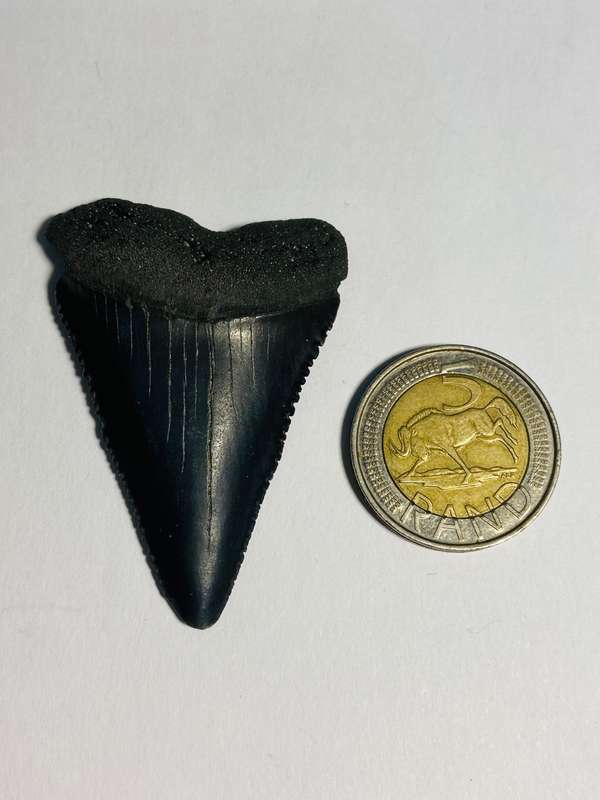 9 LARGE FOSSILIZED SHARK TEETH