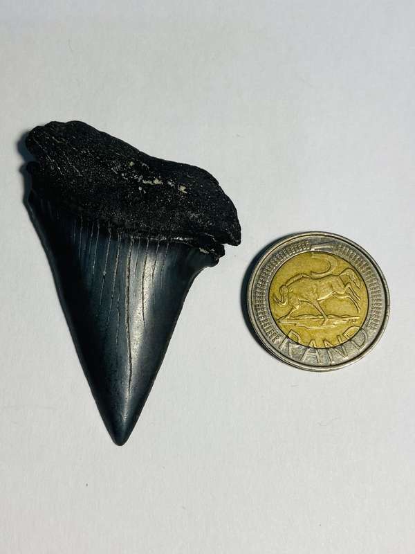 9 LARGE FOSSILIZED SHARK TEETH