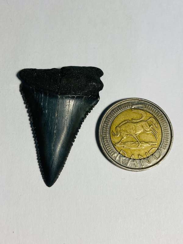 9 LARGE FOSSILIZED SHARK TEETH