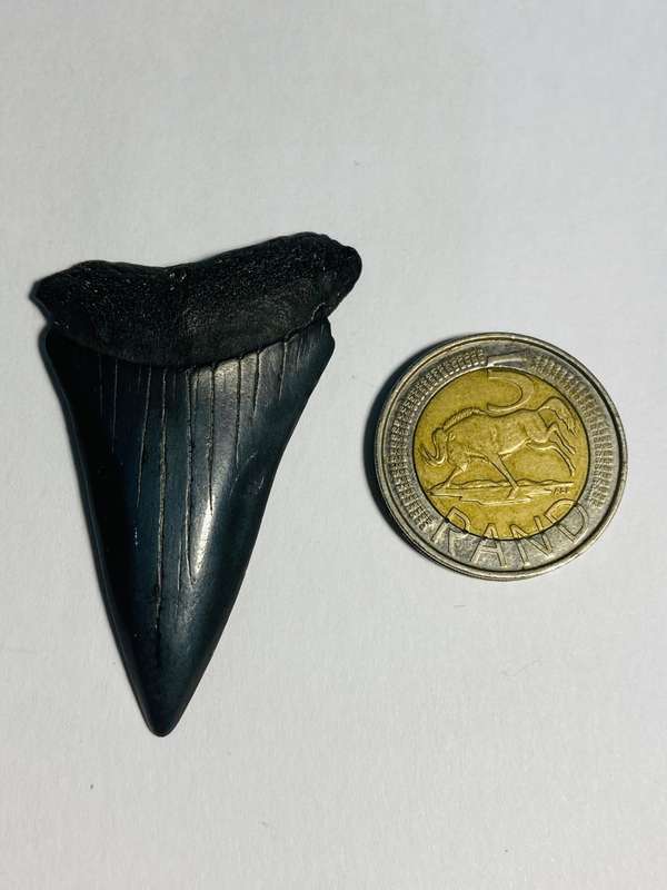 9 LARGE FOSSILIZED SHARK TEETH