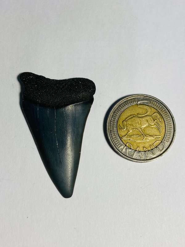 9 LARGE FOSSILIZED SHARK TEETH