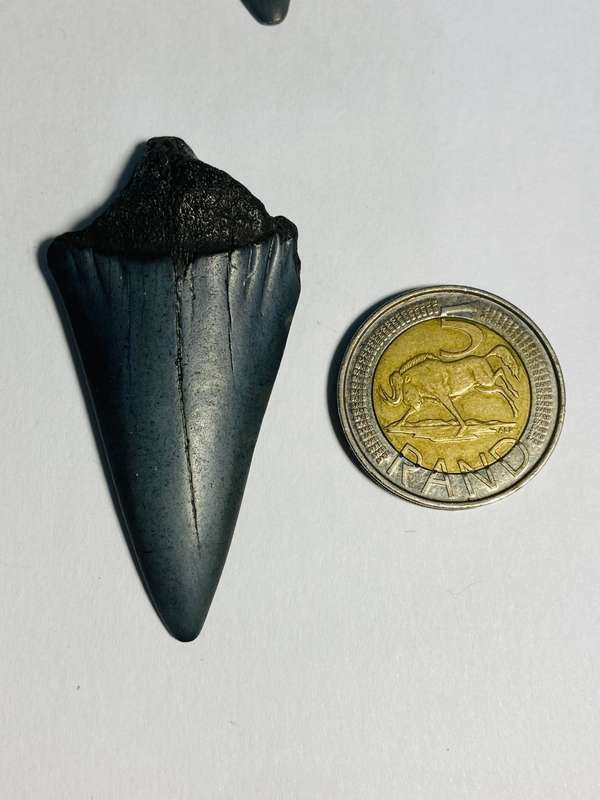 9 LARGE FOSSILIZED SHARK TEETH