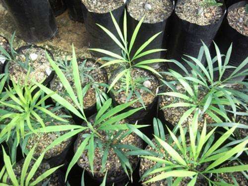 Cycas Debaoensis - Rare multi-pinnate CYCAS from Guangxi in China