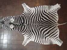 zebra skin {very stunning large item}